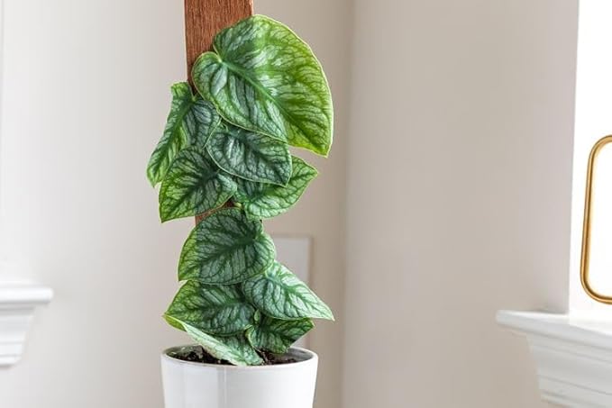 Monstera Dubia Soil Blend - Ensures Superior Aeration and Drainage for Vibrant Growth - 5 Quart