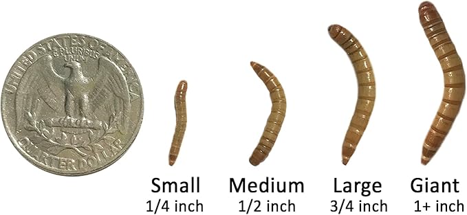 Exotic Nutrition Medium Live Mealworms (1/2") (5,000 Pack)