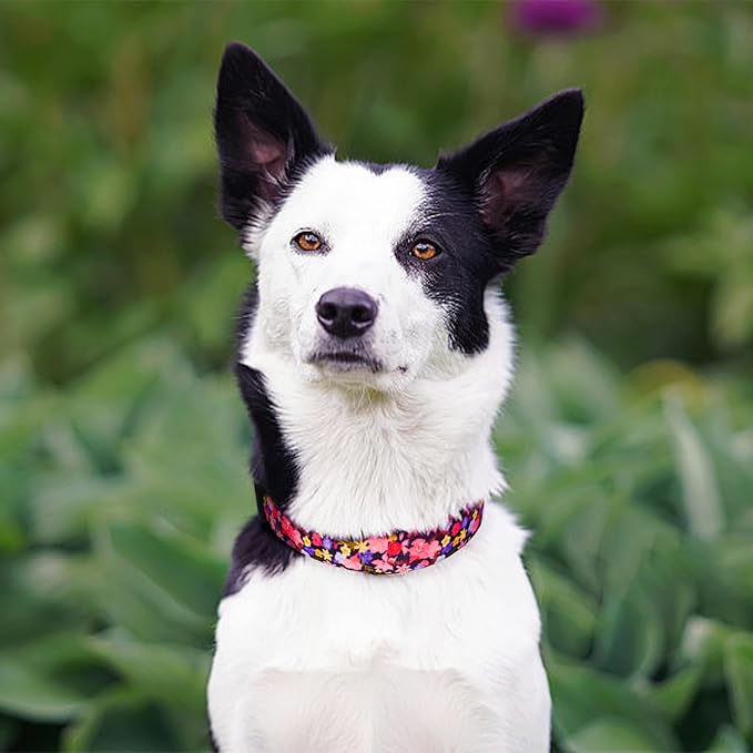 QQPETS Adjustable Soft Dog Collar: Print Flower Pink Multicolor Cute Patterns for XS Small Medium Large Pet Girl Boy Puppy Walking Running Training