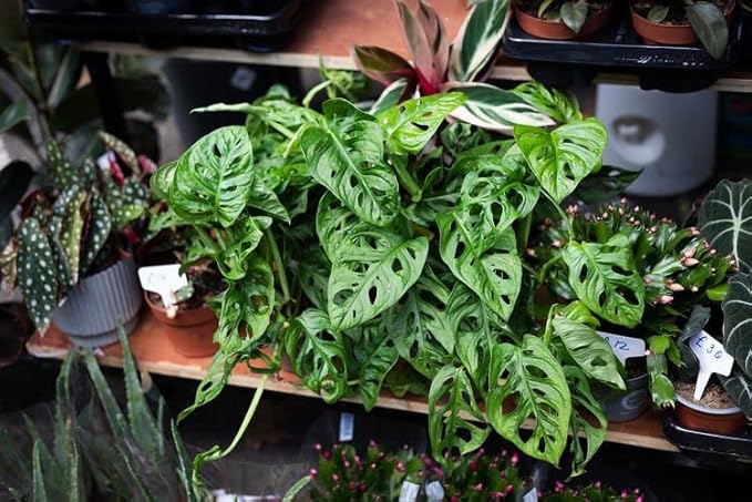 Gardenera Premium Swiss Cheese Plant Potting Mix - 20 QT - Monstera Deliciosa Blend for Optimal Nutrients and Drainage for Healthy Growth - (4 Bags of 5 Quart)