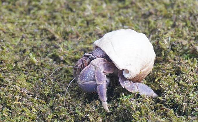 8oz Hermit Crabs Substrate, Ideal for Hermit Crab Supplies for Tank Habitat