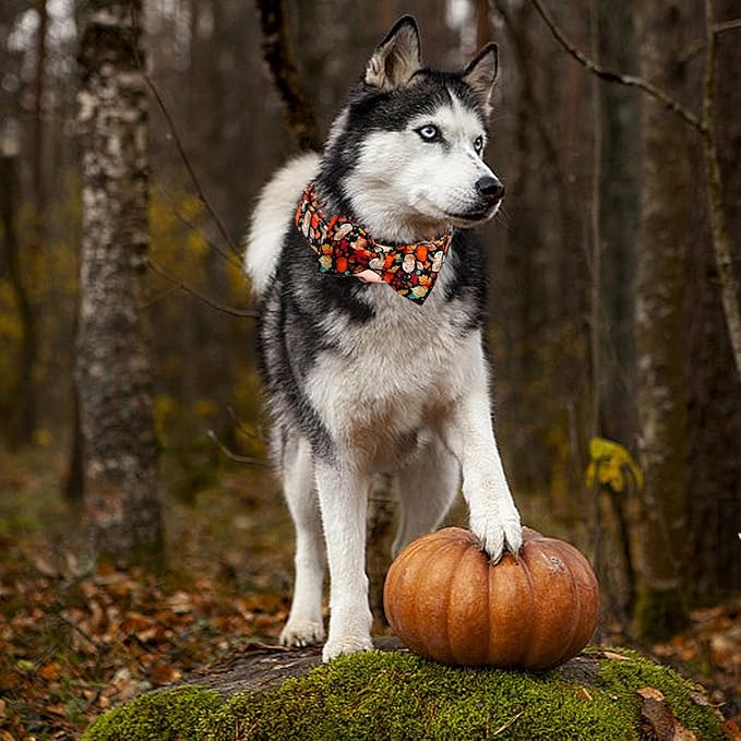 Fall Dog Collar, Leaf Pumpkin Print Adjustable Pet Collar Cute Cotton Soft Collars with Bow Tie Metal Buckle Holiday Puppy Collars Boy&Girl Gift for Medium Dogs