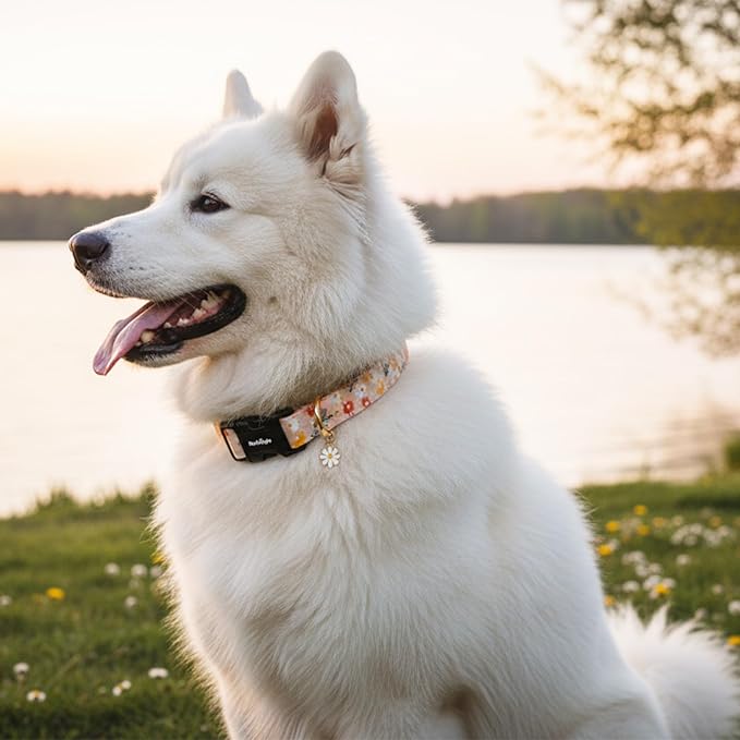 Dog Collar for Extra Small Dogs, Spring &Summer Theme Orange Small Dog Collars with Flower Pattern, Adjustable Puppy Dog Collars, Cute Girl or Boy Dog Collar Ideal for Gifts,Pet Accessory,L