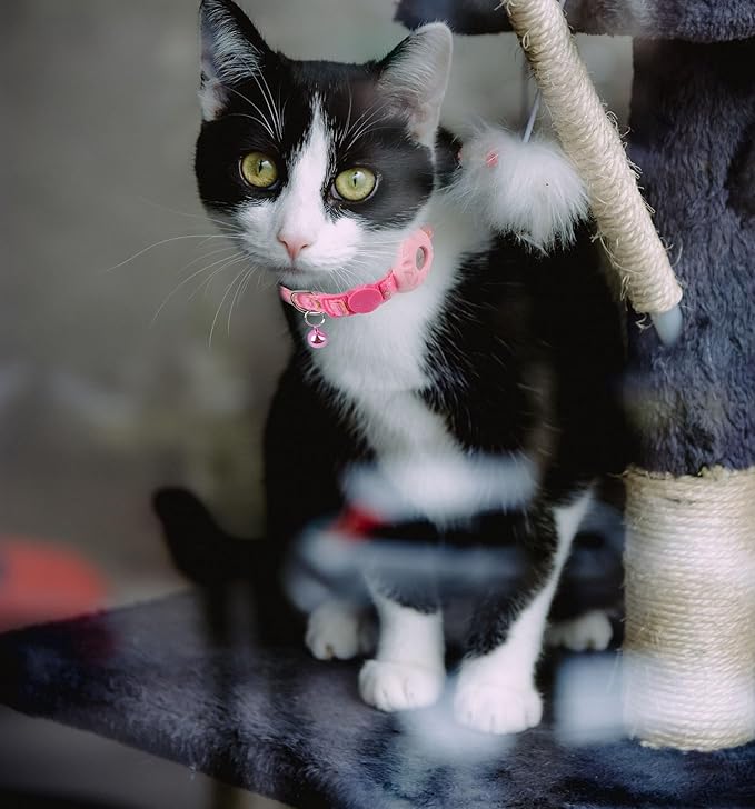 Breakaway Cat Collar with Airtag Holder, Safety Kitten Collar with Apple Airtag Holder,Cute GPS Cat Collar with Bell, Lightweigh Tracker Collars for Girl Boy Cats, Kittens and Puppies