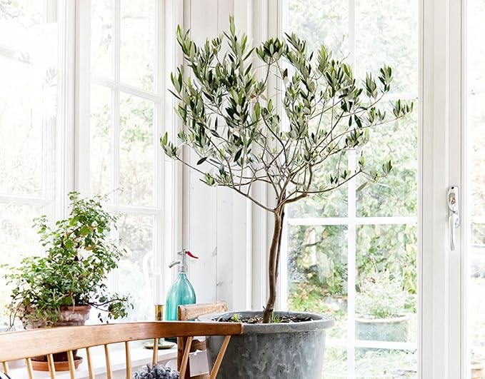 Premium Potting Mix for Olive Trees by Gardenera - Enhanced Growth and Nutrient Retention - 3 Quart