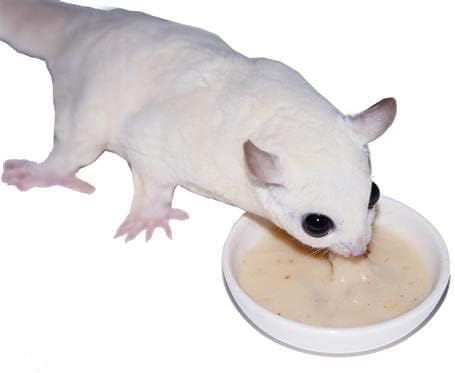 Sugar Glider Complete Food Starter Package - Nutritionally Complete Pellet Diet & High Protein Supplemental Food for Sugar Gliders… (2 Piece Set)