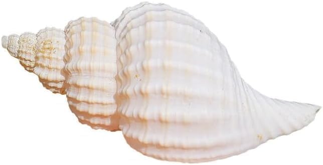 5Pcs Large Hermit Crab Shells Natural Sea Conch Size: 3"-3.5" Turbo Seashells for Hermit Crab Supplies Hermit Crab House for Décor No Paint or Dye