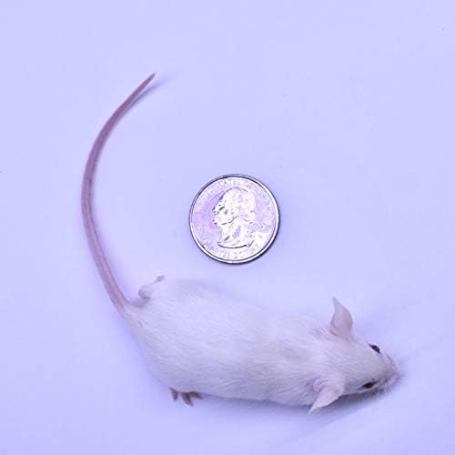 MiceDirect 30 Frozen Mice Combo Pack of 15 Hoppers and 15 Weanling Feeders Snake Food for Mice for Juvenile Ball Python Adult Milk Corn Snakes (1.5-2.5 in)(Pack of 30)(300 Grams Min)
