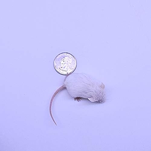 MiceDirect EST. 2003 20 Frozen Mice Combo Pack of 10 Hoppers and 10 Weanling Feeders Snake Food for Mice for Juvenile Ball Python Adult Milk Corn Snakes (1.5-2.5 in)(200 Grams Min)