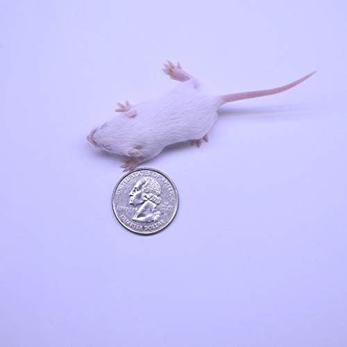 MiceDirect Frozen Mice Combo Pack 100 Fuzzies & 50 Hoppers Frozen Reptile & Snake Food (150 Count)