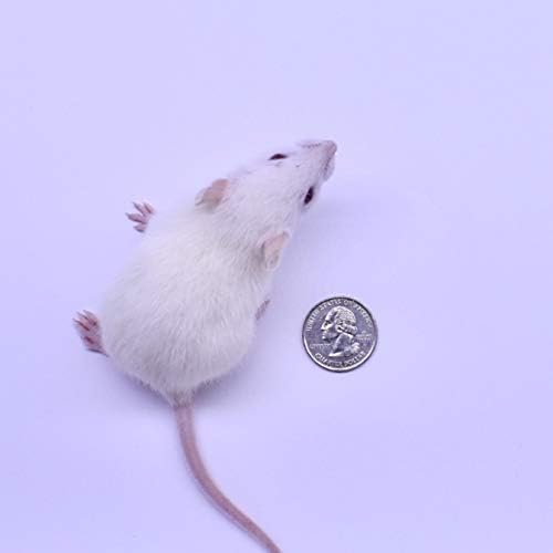 MiceDirect- Rat Weanlings- Fresh Fast Frozen Food Feeders for SubAdult Ball Python Red Tail Boa Monitor Lizard Birds of Prey Pet Reptiles (3.5-4.5 (Pack of 100))