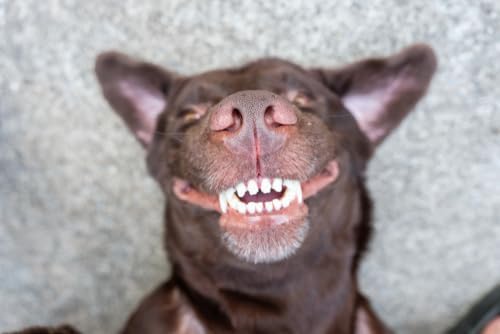 Pet Dental Spray, As Seen on TV, Eliminates Plaque & Tartar, Helps with Plaque and Tartar and Provides Instant Fresh Breath - Includes 3 Months' Supply of Peppermint Spray, 1fl. OZ (30ML)