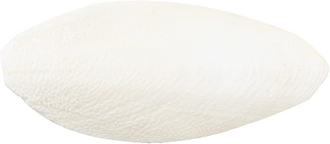 emours Natural Cuttlefish Bone for Reptiles, Tortoises, Tortoise, Snails, Birds and Small Animals (5.5-6 inch (Pack of 2))