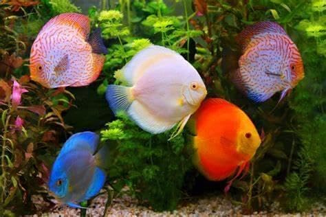 Aquatic Foods Inc. Red River Shrimp - Freeze-Dried 1/2" to 1&1/4" Red River Shrimp for Cichlids, Koi & Pond Fish, Aquatic Turtles, All Community Tropical Fish, Reptiles, Rodents…4.5oz Lg Round Jar