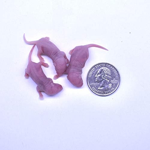 MiceDirect Frozen Mice Combo Pack of 40 Small Pinkies & 40 Pinkies Feeder Mice - Food for Corn Snakes, Ball Pythons, Lizards – 40 Ounce (Pack of 80)