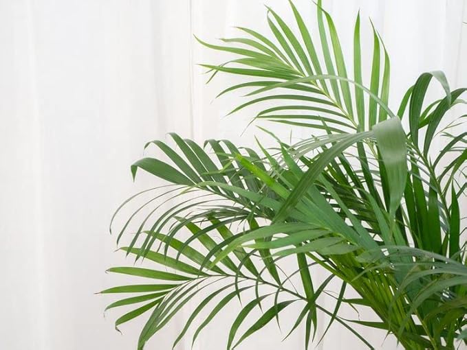 GARDENERA Palm Tree Potting Mix - The Ultimate Soil for Strong and Healthy Palms - Top Choice for Palm Tree Growers ? [20 Quart Bag]