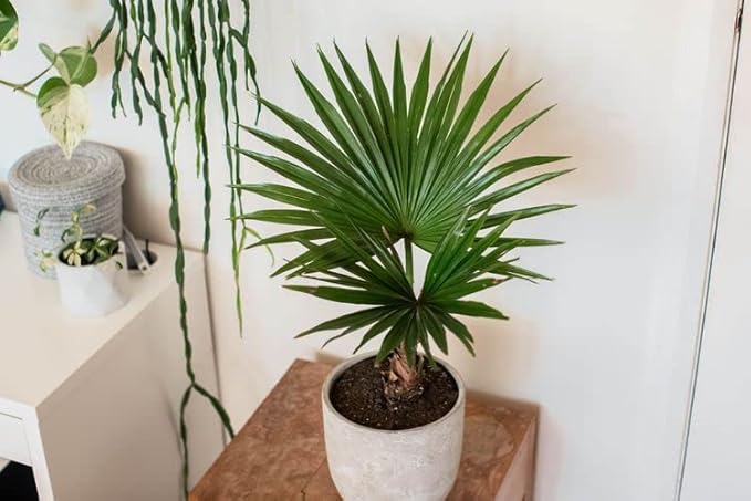 GARDENERA Palm Tree Potting Mix - The Ultimate Soil for Strong and Healthy Palms - Top Choice for Palm Tree Growers [4 Quart Bag]