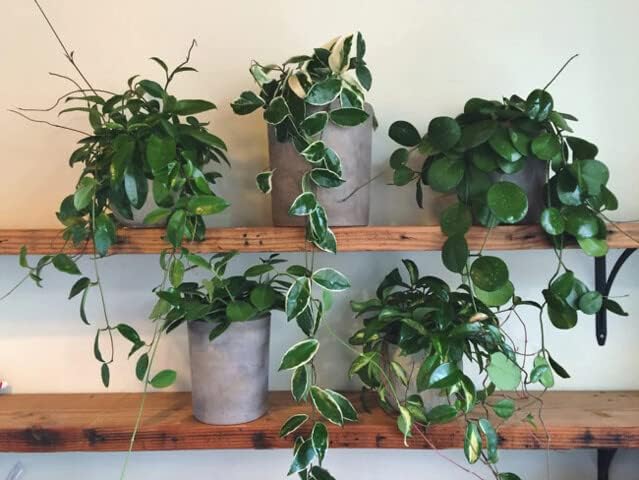 Gardenera Hoya Plant Premium Potting Mix - 1 Quart - Optimal Balance for Thriving Hoyas: Air, Moisture, and Nutrient Retention