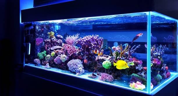 Double Chamber Fine Net Aquarium Breeder & Isolation Tank 10 Inches Long, Aquatic Fish Breeding Box, Fry Isolation Box, Hatching Box, Juvenile Spawning Incubator