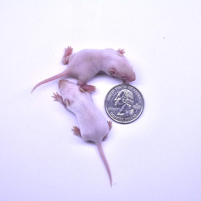 MiceDirect EST. 2003 75 Frozen Mice Small Fuzzie Feeders Snake Food for Juvenile Hognose Corn Milk (.5-1 in) (225 Grams Min)