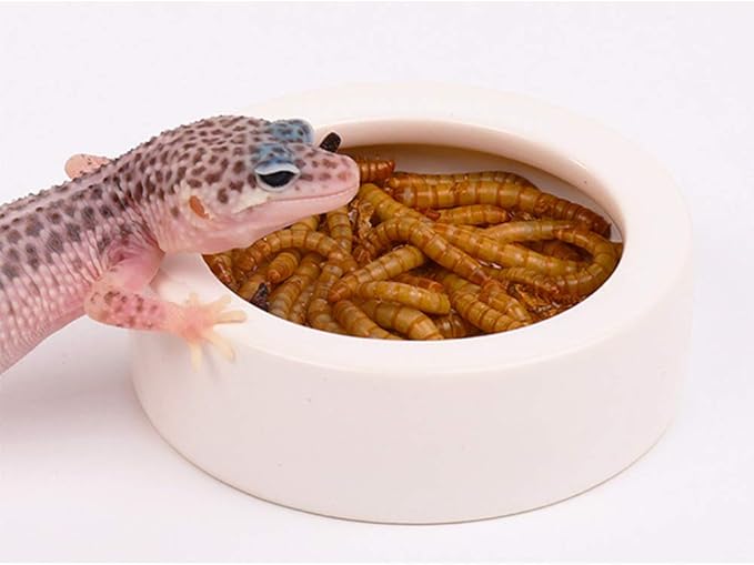 Reptile Food Water Bowl, 2 pcs Ceramics Worm Dish ,Anti-Escape Reptile Water Feeder ,Mealworm Bowl for Lizard Gecko Bearded Dragon, (S,M,L) (Large)
