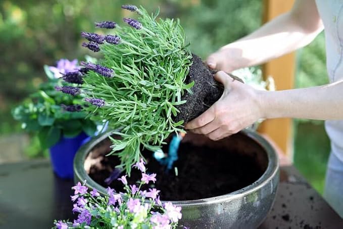 Premium Lavender Potting Soil by Gardenera - Unlock The Full Potential of Your Lavender Plants - 5 QUARTS