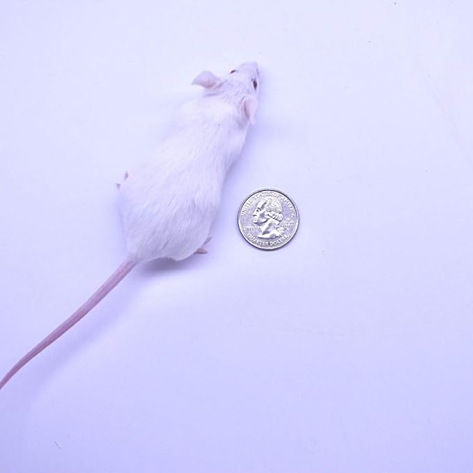 MiceDirect Frozen Mice Combo Pack of 30 Weanling & Small Adult Feeder Mice – 15 Weanlings & 15 Small Adults - Food for Corn Snakes, Ball Pythons, & Pet Reptiles - Snake Feed Supplies