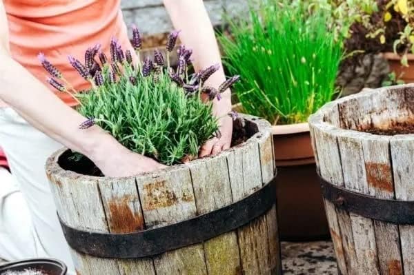 Gardenera Organic Moisture Control Potting Mix - Absorbs 33% More Water Than Basic Potting Soil - 2 Quart