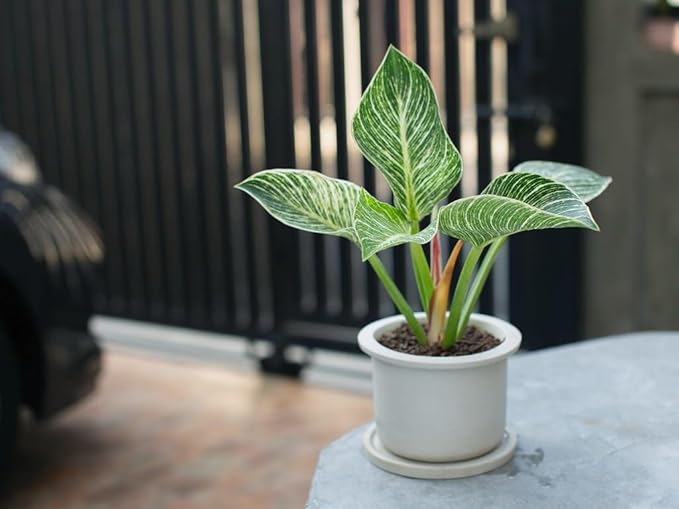 Premium Philodendron Potting Soil by Gardenera - Unlock The Full Potential of Your Plants - 5 QUARTS