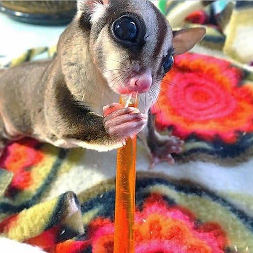 Honey Sticks - Original Flavor (8 Sticks) - All-Natural Sweet Treat Made with Orange Blossom Honey - Sugar Gliders, Marmosets, Parrots & More