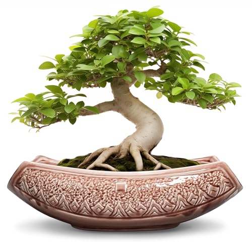 Large Bonsai Pots
