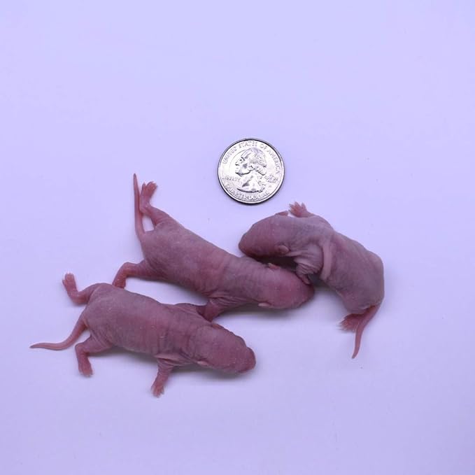 MiceDirect EST. 2003 50 Frozen Rat Combo Pack 25 Rat Pinkies and 25 Rat Fuzzies Feeders Snake Food (.5-2.5 in)(300 Grams Min)