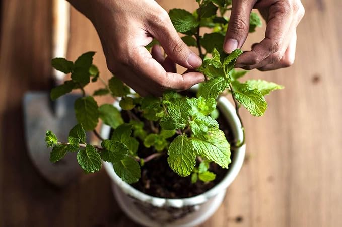 Gardenera Spearmint Plant Potting Mix - Unlock Robust Growth and Invigorating Scent with Our High-Performance Formula - 20 Quart