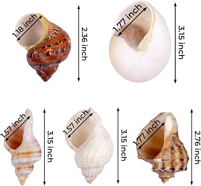5Pcs Large Hermit Crab Shells Natural Sea Conch Size: 3"-3.5" Turbo Seashells for Hermit Crab Supplies Hermit Crab House for Décor No Paint or Dye