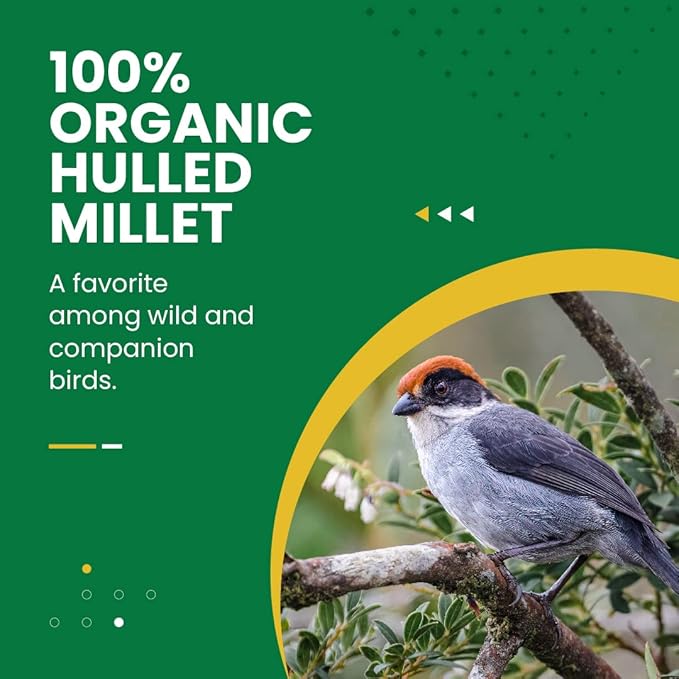 Bird Street Bistro Organic Hulled Millet Bird Seed - Bird Food for Canary, Finches, Small Wild Birds - No Harmful Substances, No Fillers