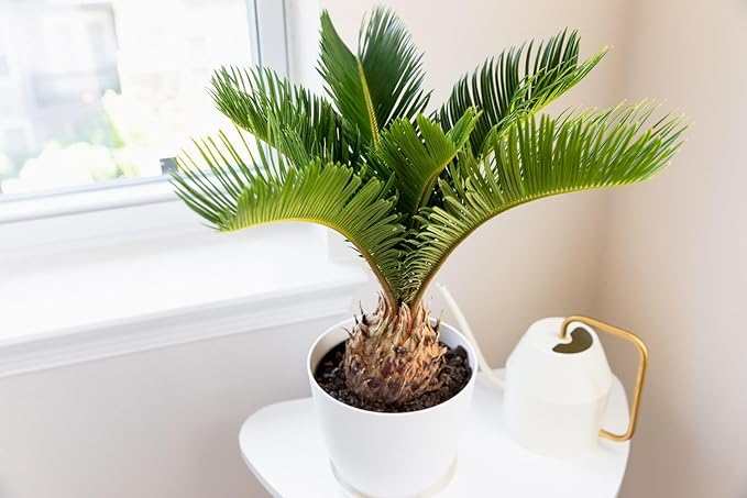 Gardenera SOGO Palm Potting Mix - Unlock Robust Growth and Striking Form with Our High-Performance Formula - 20 Quart