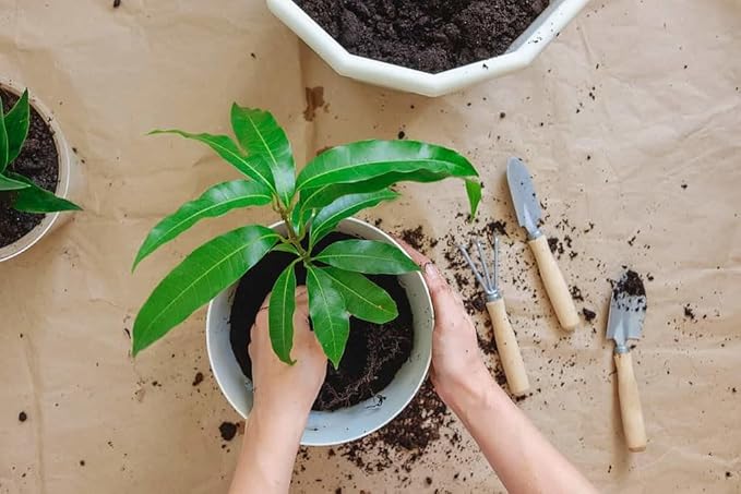 Gardenera Mango Tree Potting Soil - All-Natural Blend for Thriving Mango Trees - Boosts Root Health and Delicious Harvests - 10 Quart