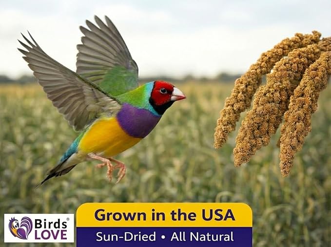 1lb Millet Tips & Tails for Birds - Parakeets, Cockatiels, Lovebirds, Finches, Budgies, Canaries, Cockatoos - Natural & Healthy Millet for Birds - Parakeet Food & Treats for All Parrots (2 Pack)