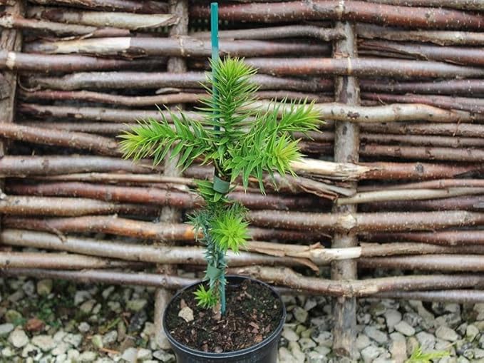 GARDENERA Premium Araucaria Potting Soil Mix - Perfect Balance of Nutrients, Drainage, and Aeration for Healthy Araucaria Trees - 20 Quart