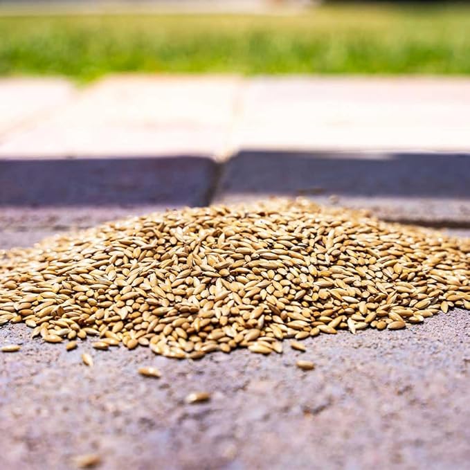 Desert Valley Canary Seed, All Natural, Non-GMO Premium Wild Bird Food for Canaries, Finch, Song Birds, Dove and More (3 Pounds)