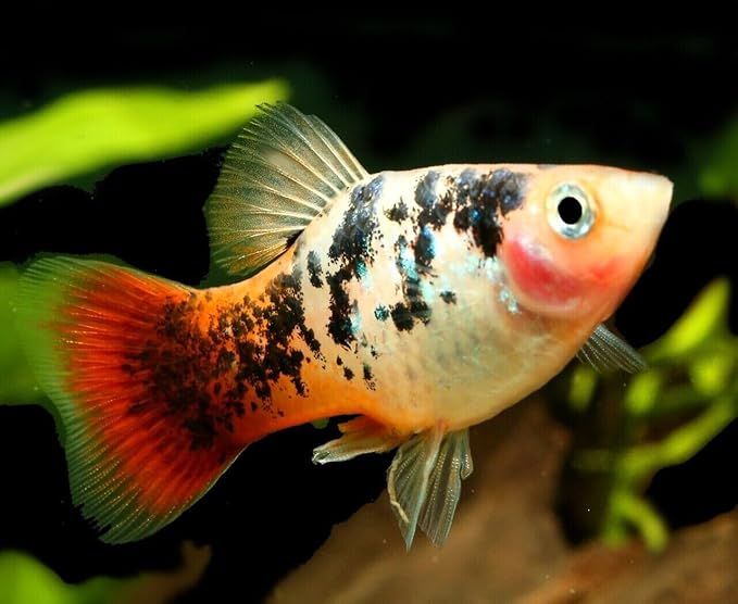 Aquatic Foods Inc. 1mm - 1/32, 35% Protein Economy Floating Pellets for All Community Fish, Tetras, Guppies, Angel Fish, Cichlids, Goldfish. All Tropical Fish - WL…1-lb Foil Pouch Bag