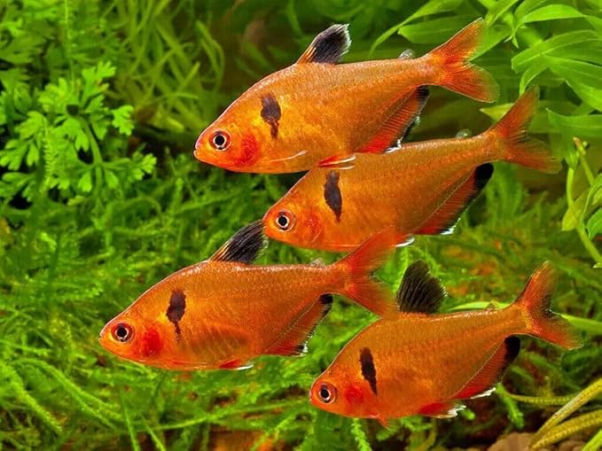 Aquatic Foods Inc. Guppy Sinking Granules Fish Food for Guppies, Endlers, Mollies, Platies, Swordtails, Groumis, Tetras, Catfish, Cichlids, All Community Tropical Fish…2oz Squeeze Bottle