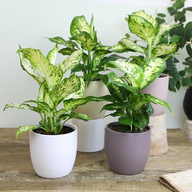 Gardenera Premium DIEFFENBACHIA Potting Soil Mix - Ideal for Growing Robust and Healthy Dieffenbachia - 10 Quart