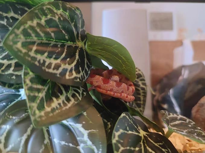 Reptile Plants for Terrarium,Amphibian Habitat Decor,Artificial Plants for Gecko Chameleon Snake Tortoise Bearded Dragon Tank Accessories with Base（Anthurium Crystallinum）