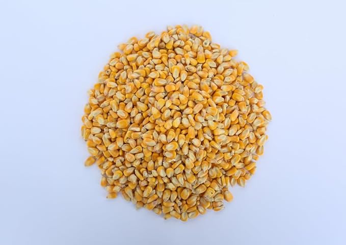 Single A Corn©️: Premium Dried and Shelled Whole Kernel Corn 21 lbs - Perfect Feed for Birds, Deer, and Other Wildlife- This Season's Corn!