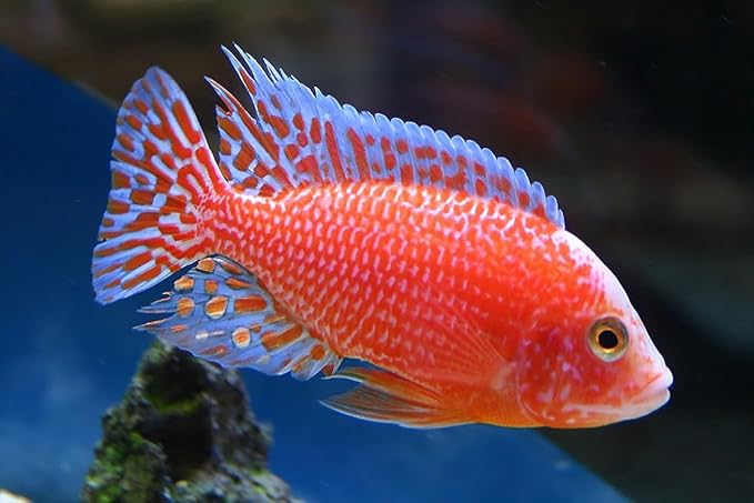 Aquatic Foods Inc. Ultra Intense Color Enhancing with a 10-Day Color Change, 1.5mm - 2mm Floating Pellets for Cichlids, Discus, All Baby and Small Tropical Fish & Pond Fish...1/4-lb Bag