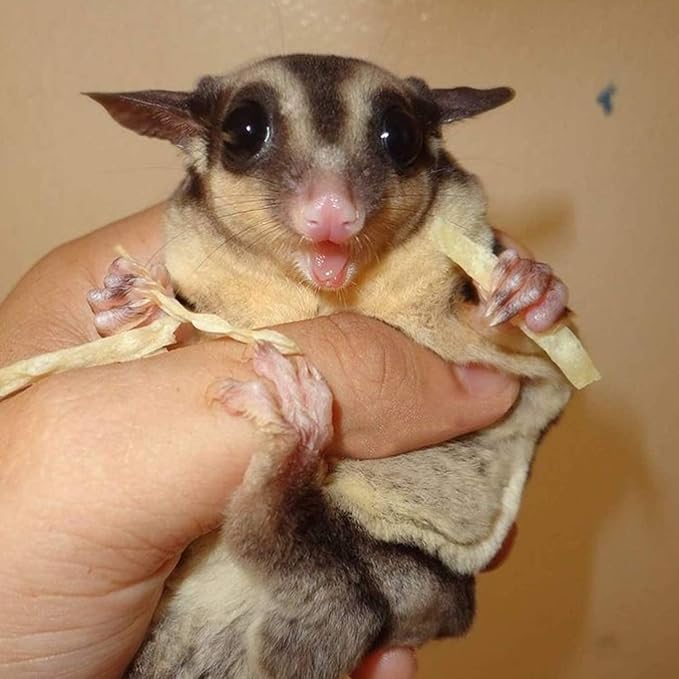 Exotic Nutrition Omega YUMS Fish Stick Treat for Sugar Gliders | All Natural & Made with Real Fish (1)
