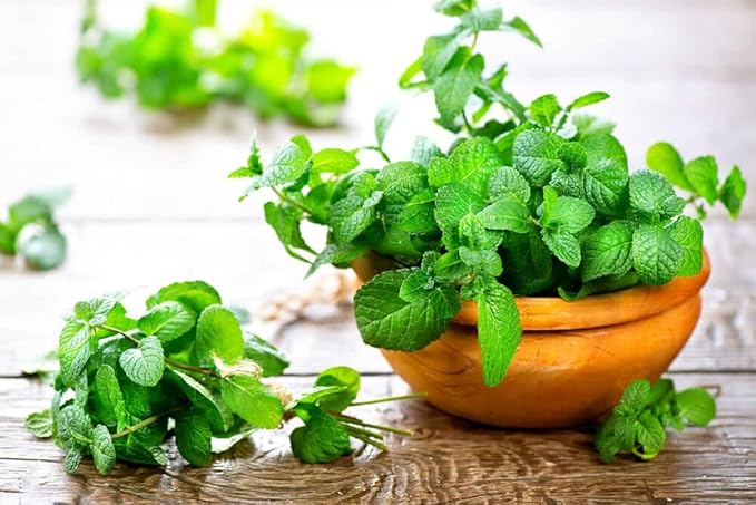 Gardenera Spearmint Plant Potting Mix - Unlock Robust Growth and Invigorating Scent with Our High-Performance Formula - 20 Quart