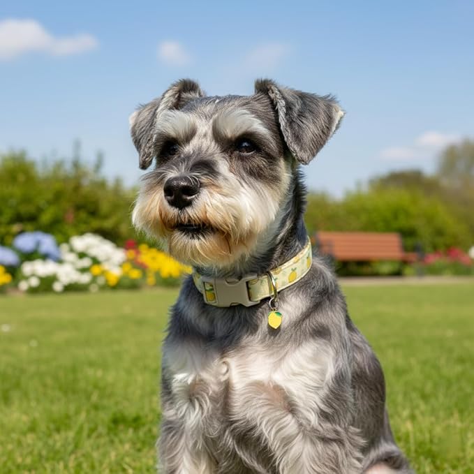 Dog Collar, Spring Summer Dog Collar with Yellow Lemon and Cute Charm, Pet Collar with Quick Release Buckle and Durable Fabric, Suitable for Medium Dogs
