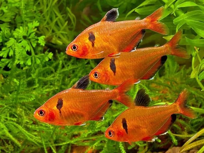 Aquatic Foods Inc. 0.8mm Micro California Blackworm Floating Pellets w/Color Enhancers & Vitamins for Guppies, Tetras, Bettas, Nano Fish, All Baby Fish…4oz Squeeze Bottle